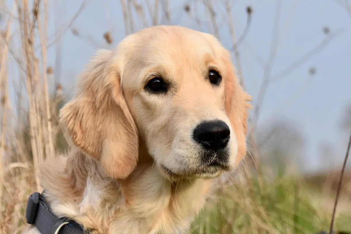 anjing golden retriever