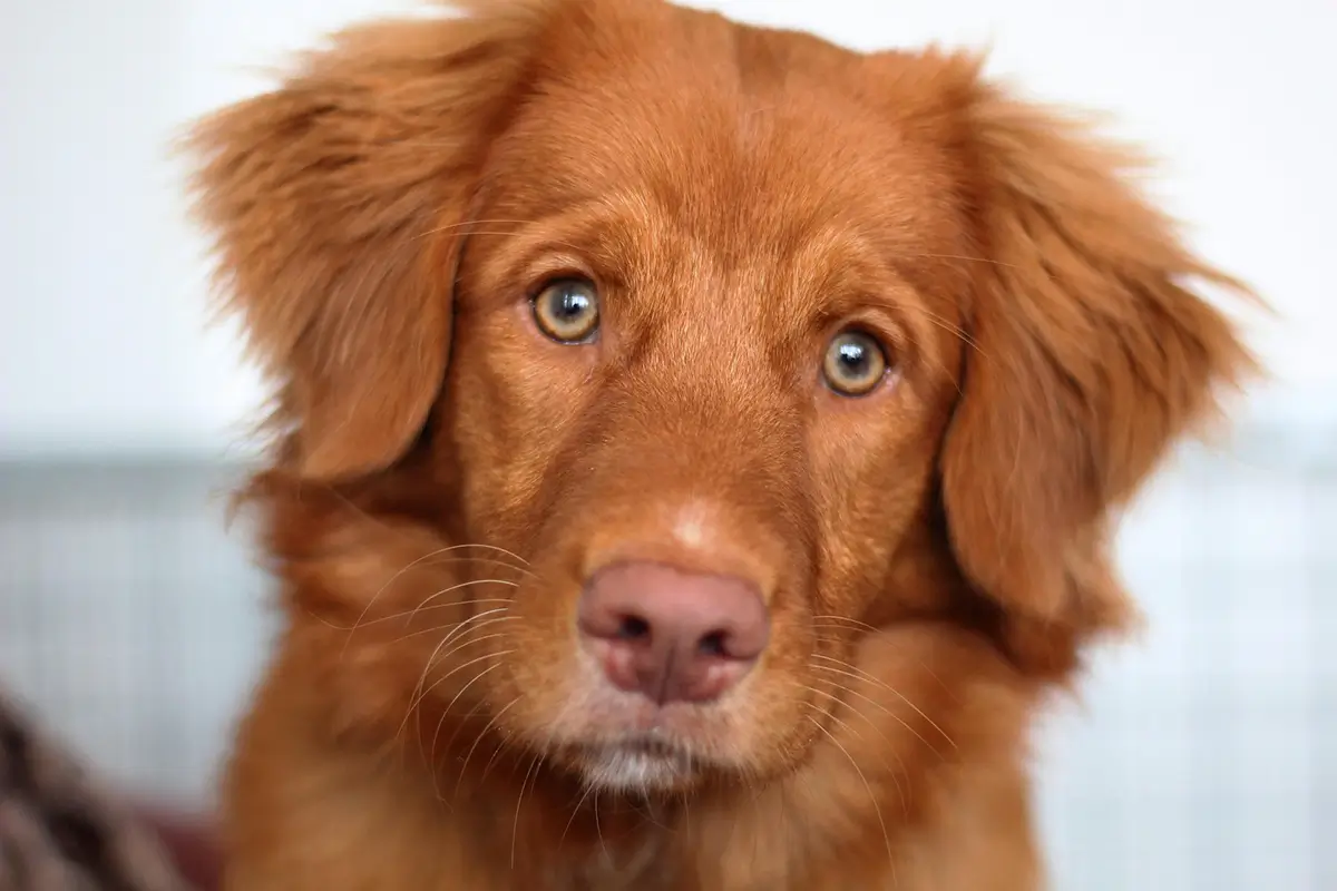 nova scotia duck tolling retriever