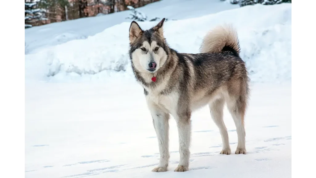 anjing alaska