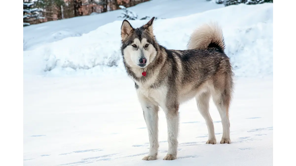 anjing alaska