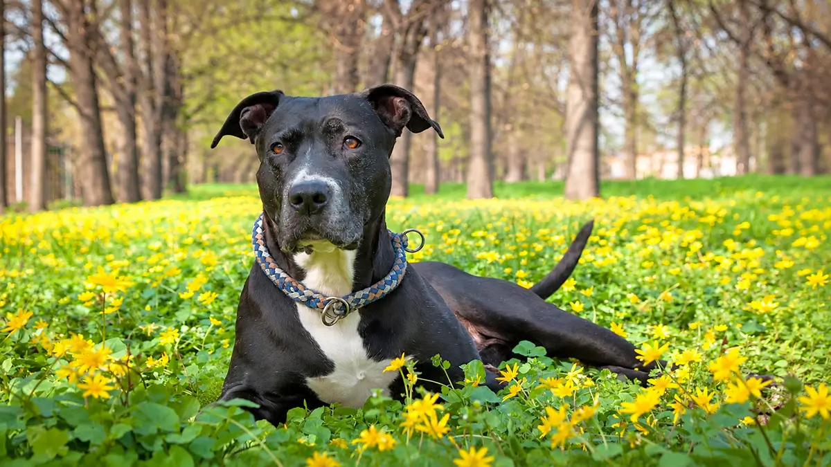 amstaff