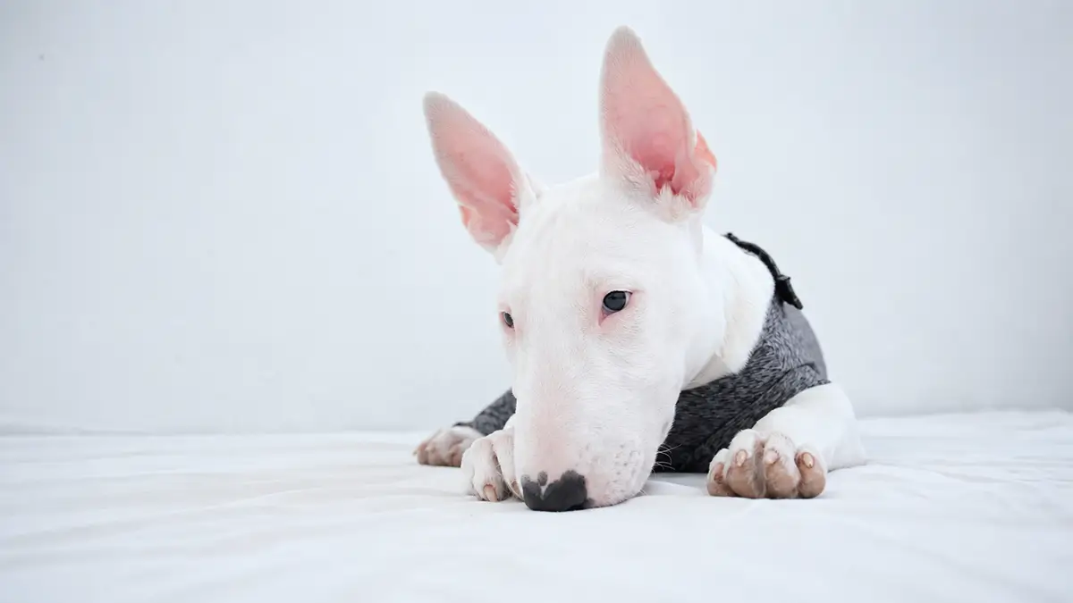 english bull terrier