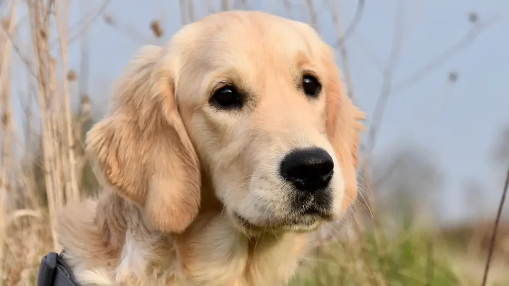 anjing golden