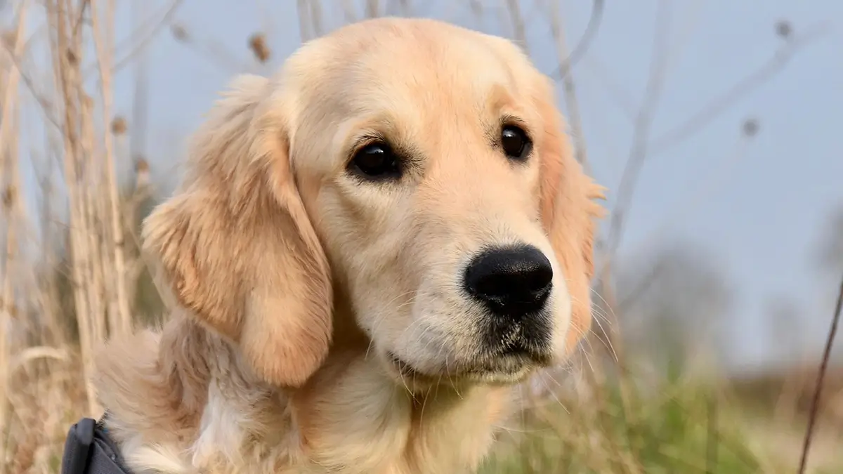 anjing golden