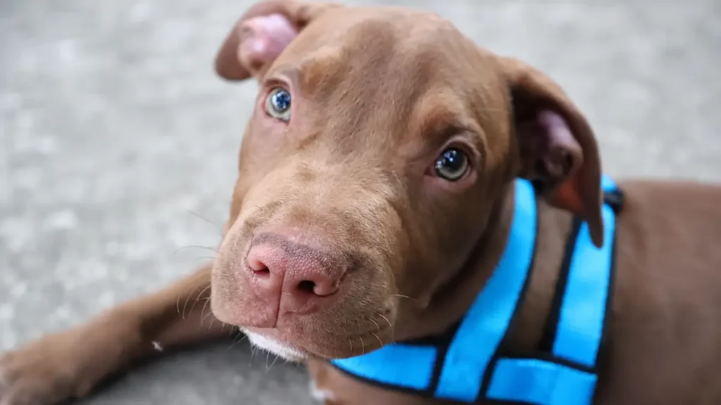 apbt