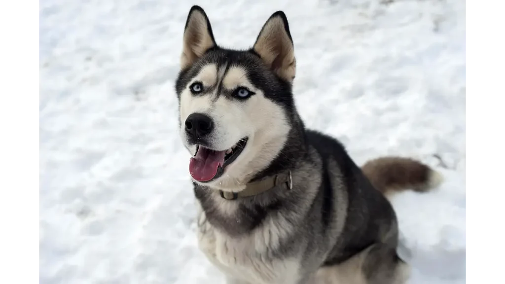 anjing siberia