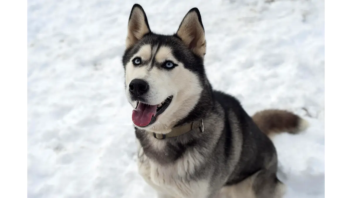 anjing siberia