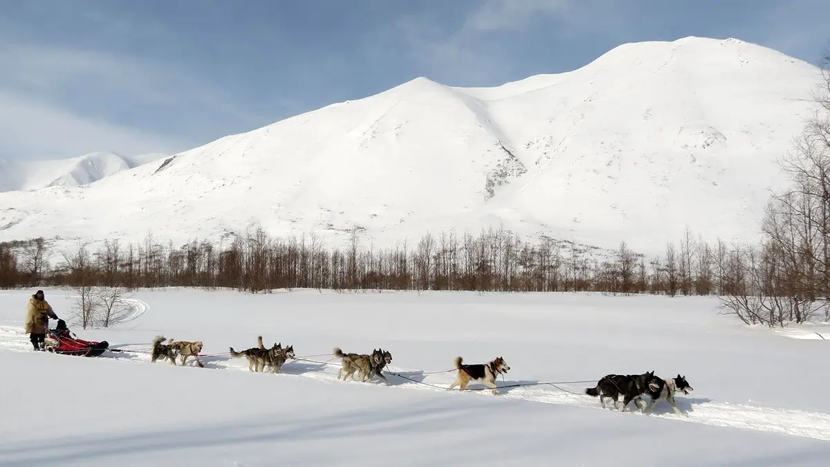 anjing husky